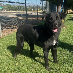 Luke, an adoptable Labrador Retriever in Redding, CA, 96099 | Photo Image 1