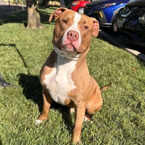 Mack, an adoptable Pit Bull Terrier in Redding, CA, 96099 | Photo Image 1