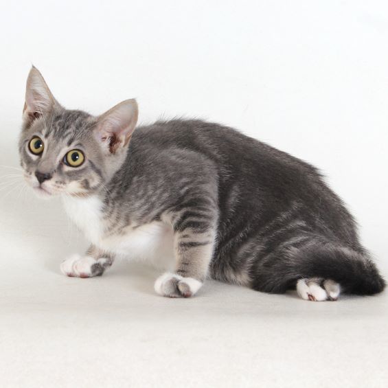Kirk, an adoptable Domestic Short Hair in Redding, CA, 96099 | Photo Image 1