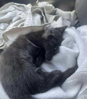 Dakota, Baby Male unknown