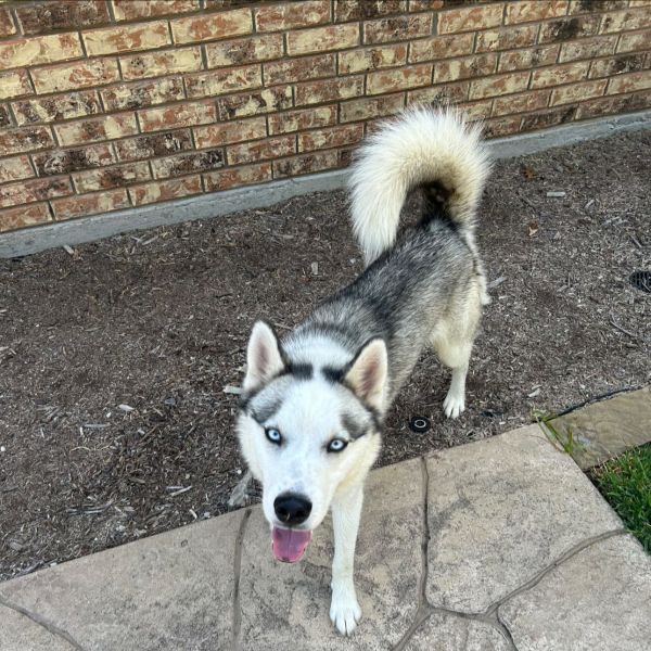 Aspen