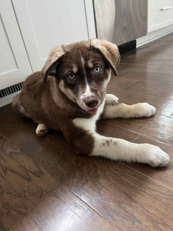 Ellie Mae - The Rescuers