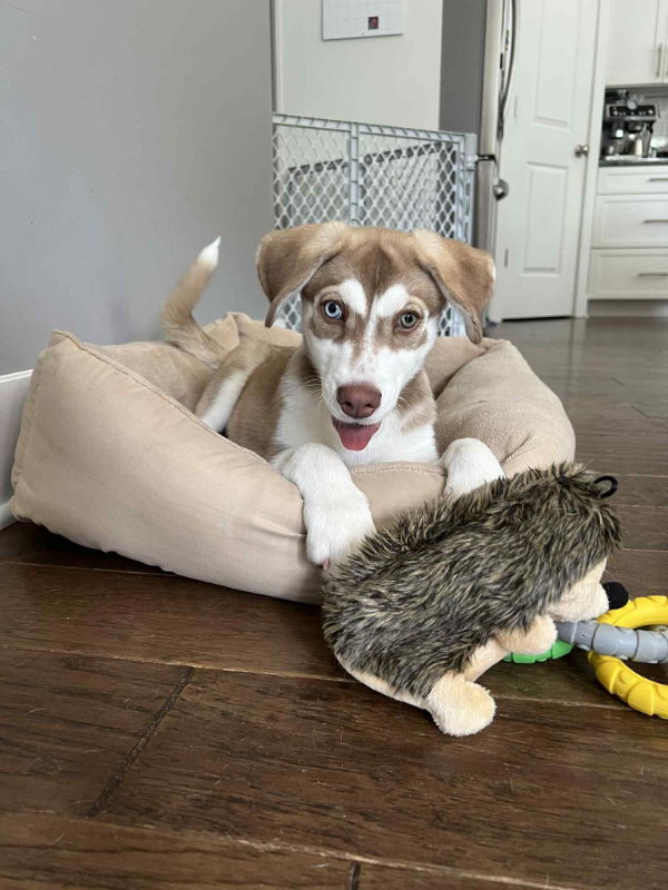 Miss Bianca - The Rescuers