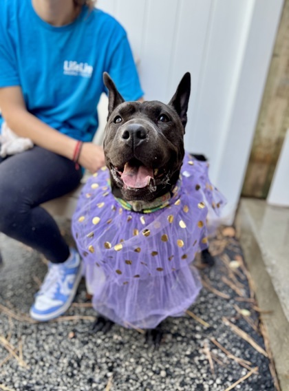 Leila