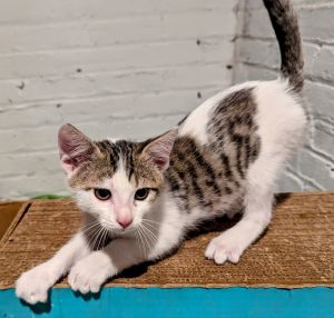 Lou the Cat -- (Lh)