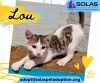 Lou the Cat -- (Lh)