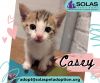 Casey -- (Lh)