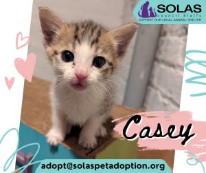 Casey -- (Lh)
