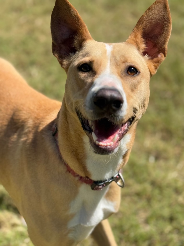 Dorris, an adoptable Terrier in Great Bend, KS, 67530 | Photo Image 1