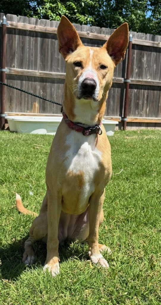 Dorris, an adoptable Carolina Dog in Great Bend, KS, 67530 | Photo Image 2