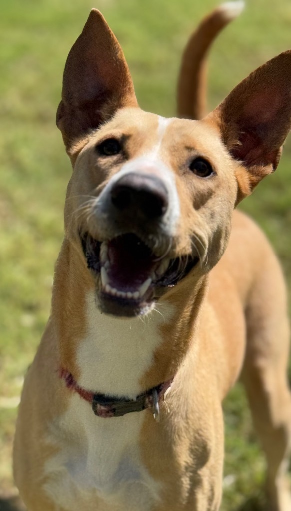 Dorris, an adoptable Carolina Dog in Great Bend, KS, 67530 | Photo Image 3