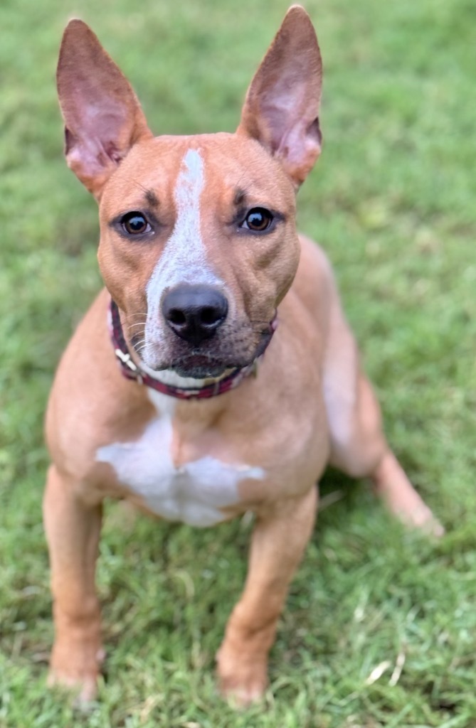 Scooby, an adoptable Bull Terrier in Great Bend, KS, 67530 | Photo Image 1