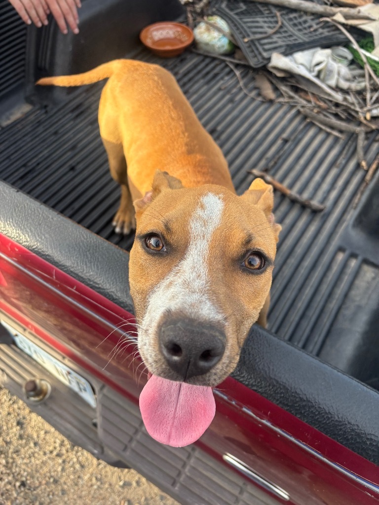 Scooby, an adoptable Bull Terrier in Great Bend, KS, 67530 | Photo Image 2