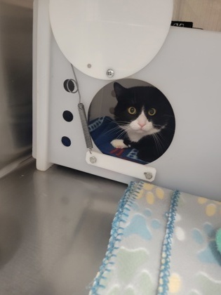 Peyton - WORKING CAT