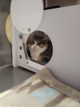 Bramble - WORKING CAT