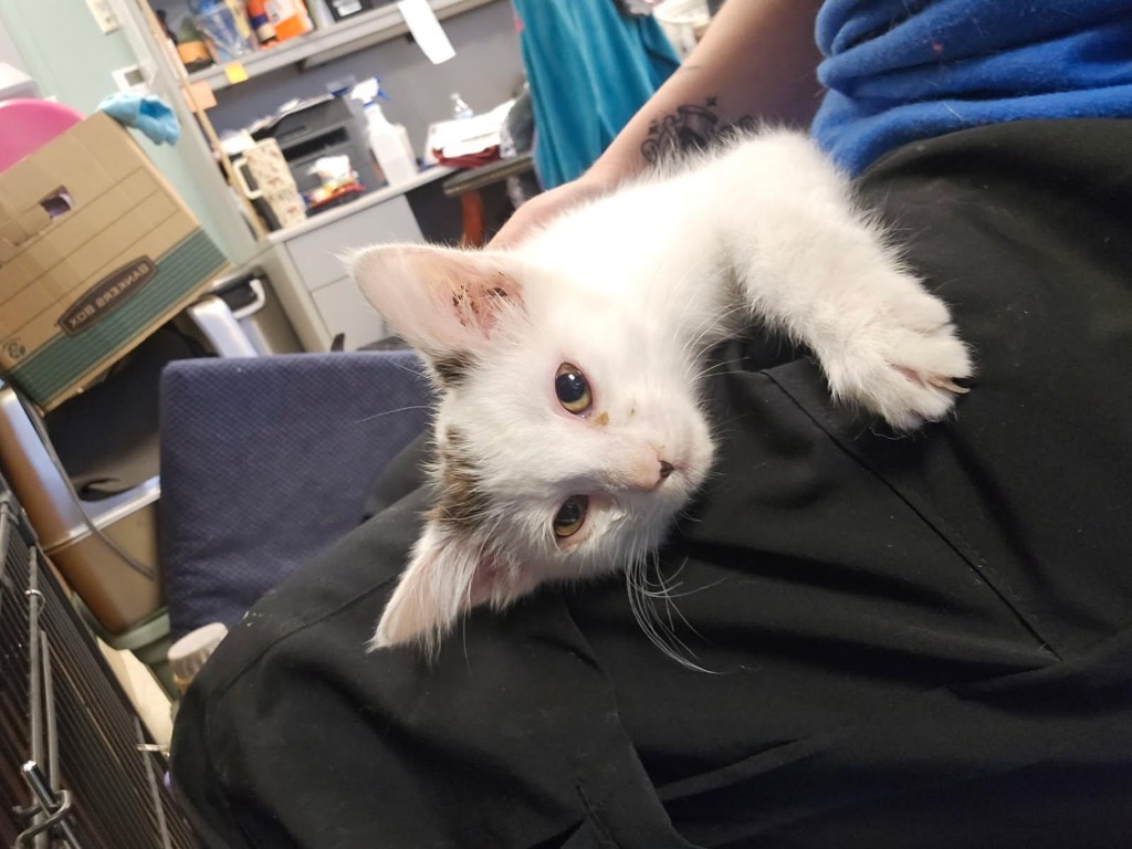 Tofu, an adoptable Domestic Short Hair in Heber City, UT, 84032 | Photo Image 1