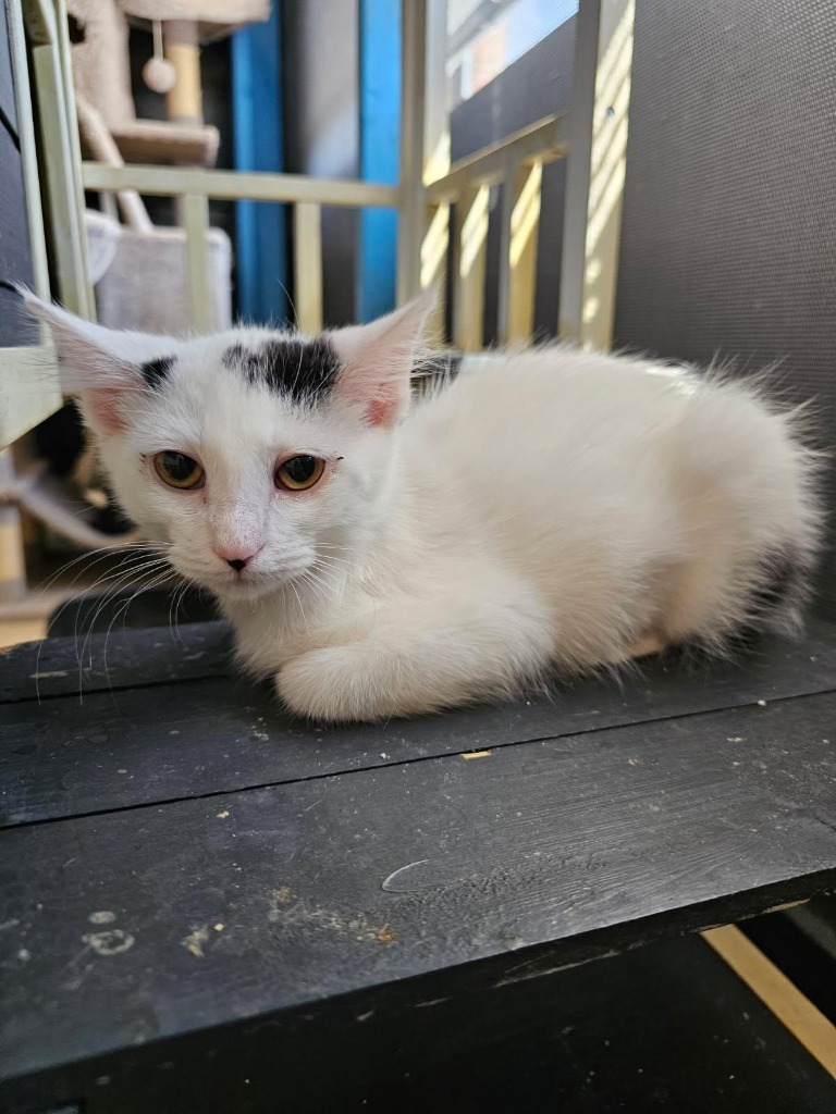 Tofu, an adoptable Domestic Short Hair in Heber City, UT, 84032 | Photo Image 2