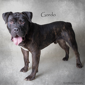 Gordo, an adoptable Pit Bull Terrier, Mixed Breed in Ruidoso, NM, 88345 | Photo Image 1