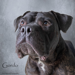 Gordo, an adoptable Pit Bull Terrier, Mixed Breed in Ruidoso, NM, 88345 | Photo Image 2