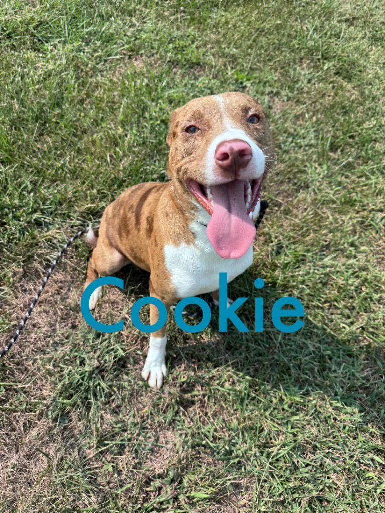 Cookie