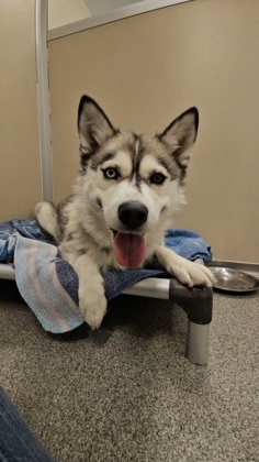 Kira
