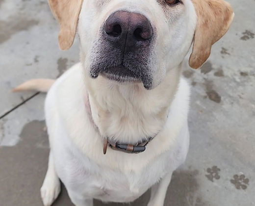 Cora