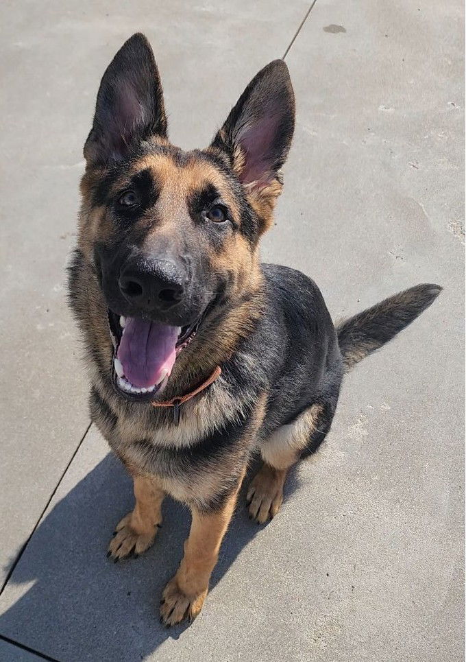 Rex