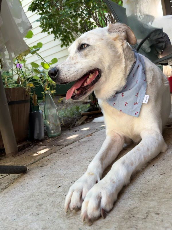 Rosie