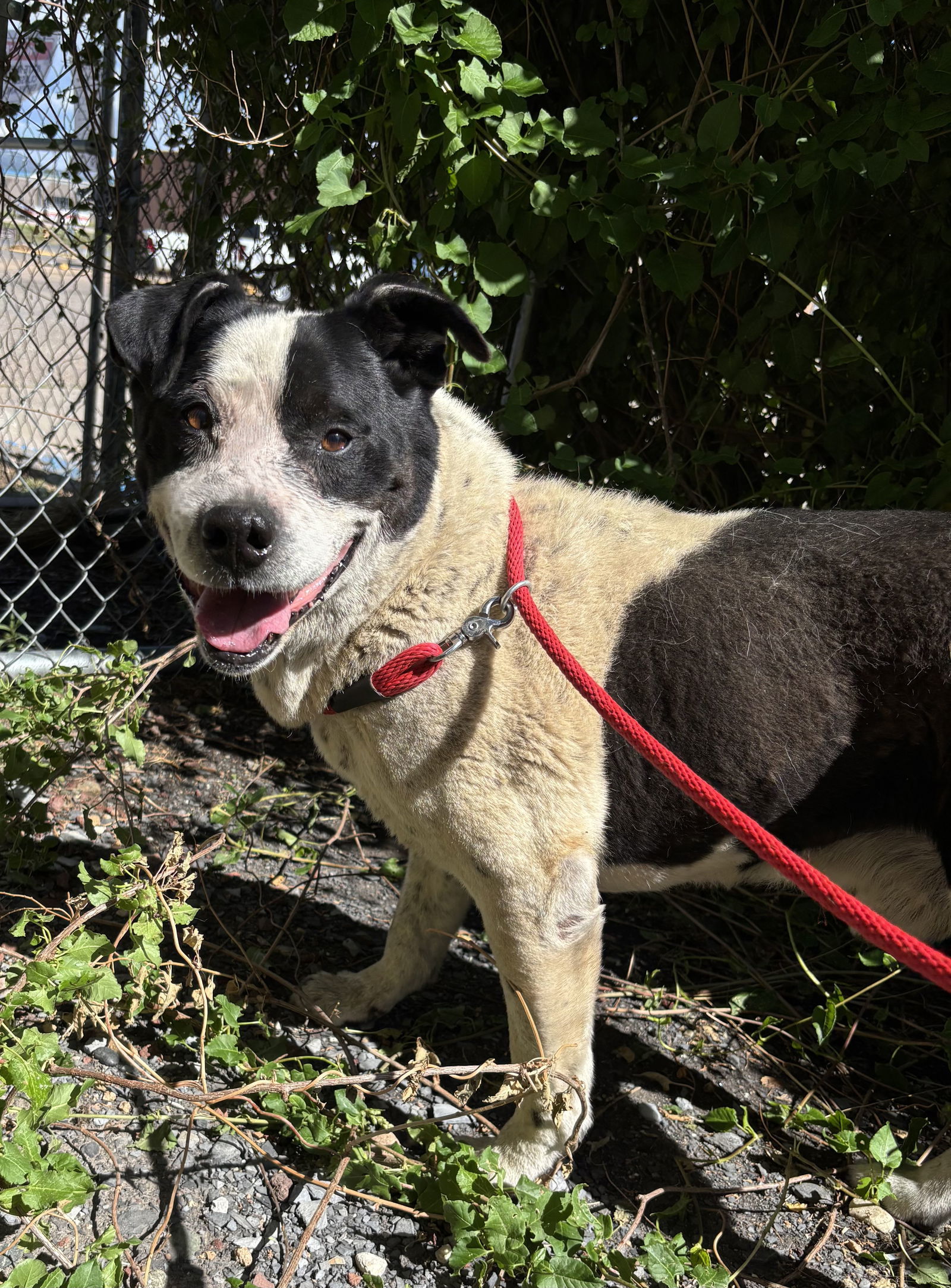 Wallace, an adoptable Pit Bull Terrier in Las Vegas, NM, 87701 | Photo Image 1