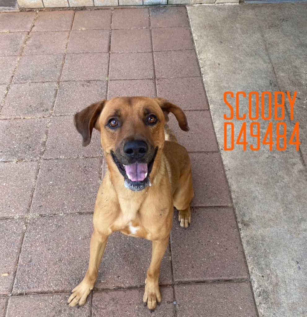 Scooby
