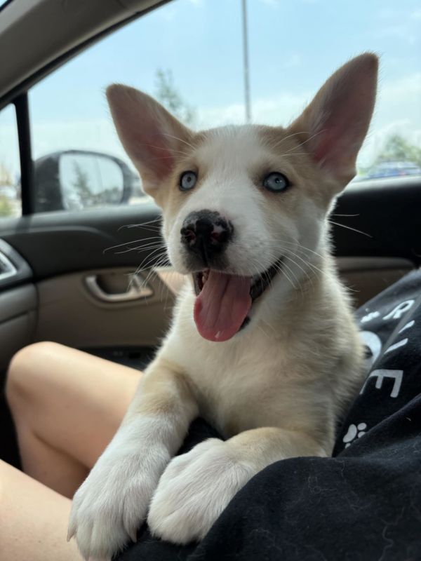 Chili - Desert Litter -PENDING