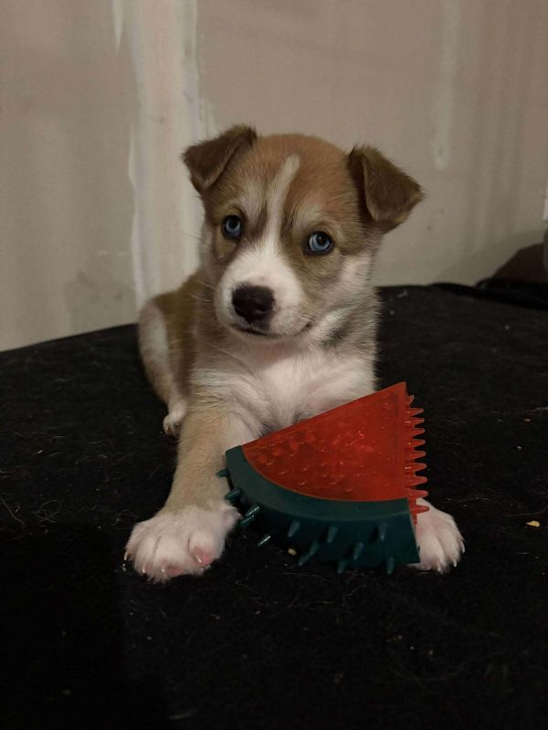 Mesa - Desert Litter