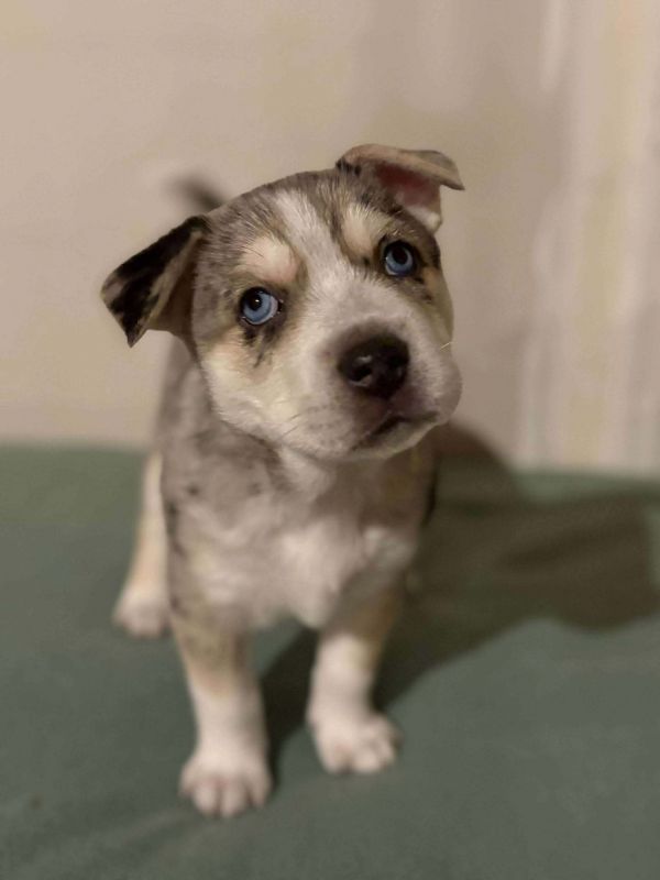Turquoise - Desert Litter