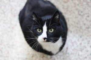 Mylo, Senior Male unknown