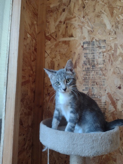 Aurora-Foster, an adoptable Domestic Short Hair in Moses Lake, WA, 98837 | Photo Image 1