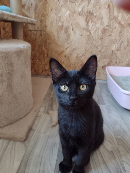 Calypso-Foster