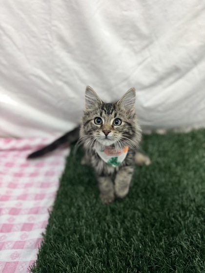 Pep