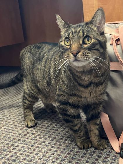 Gizmo