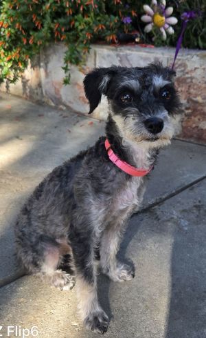 Lola, Young Female unknown