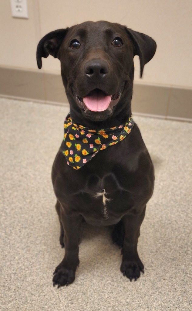 Mika, an adoptable Labrador Retriever in Superior, WI, 54880 | Photo Image 1