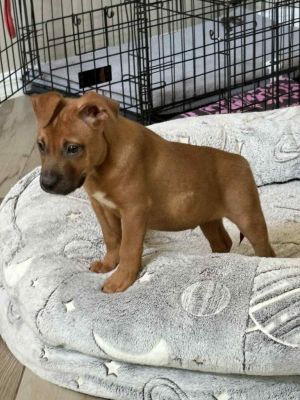 Tucker, Baby Male unknown