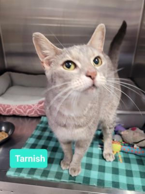 Tarnish, Adult Female unknown