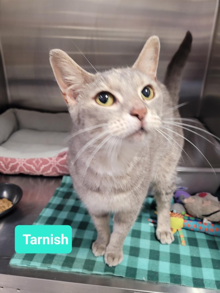 Tarnish