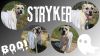 Stryker-Sponsored photo 3