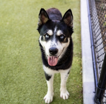 Kenai