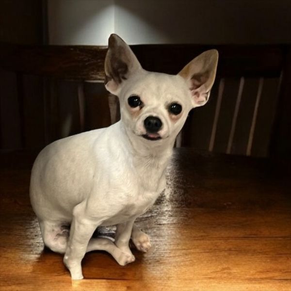 Paco