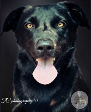 Stitch, Adult Male unknown