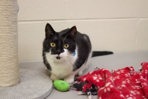 Scout, Adult Female unknown