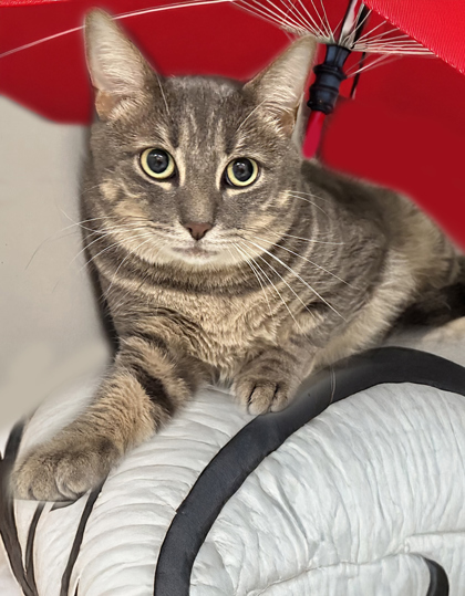 Kash