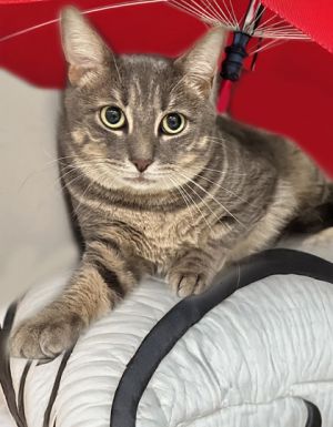 Kash, Adult Male unknown